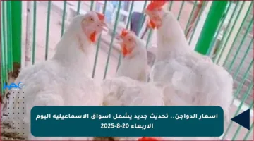 أسعار الدواجن.. تحديث جديد يشمل أسواق الإسماعيلية اليوم الأربعاء 20-8-2025